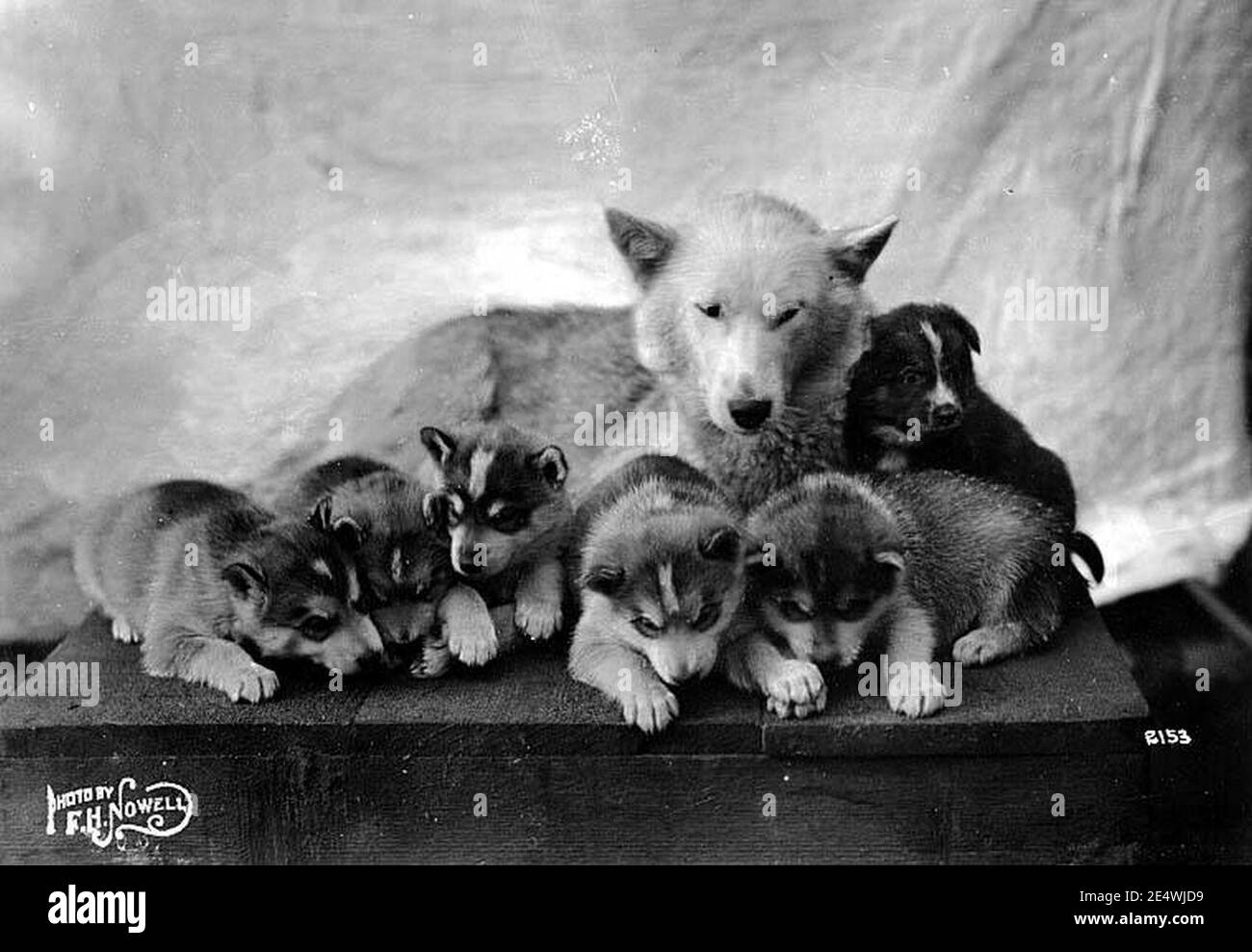 Malamute and puppies, nd (NOWELL 67). Stock Photo