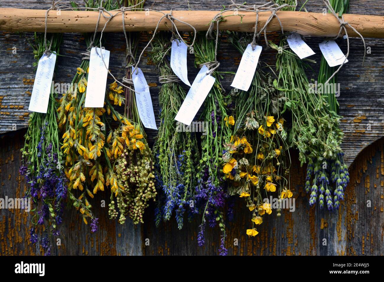Bunches of dry herbal plants hanging on old wooden wall Stock Photo