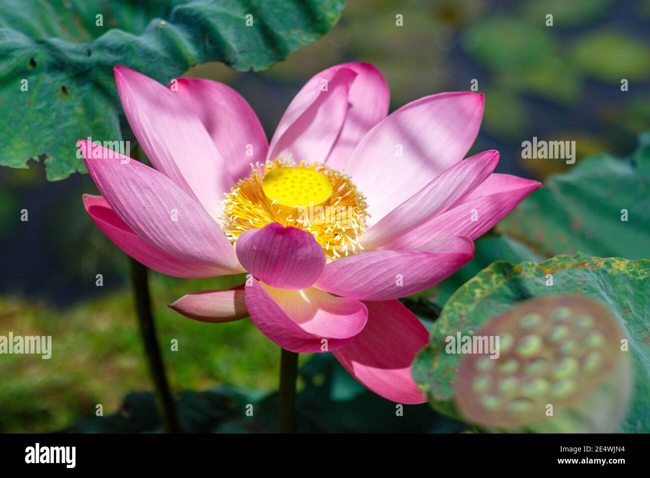 Blooming pink Wild Lotus Flower, Ubud, Bali Island, Indonesia Stock Photo Alamy