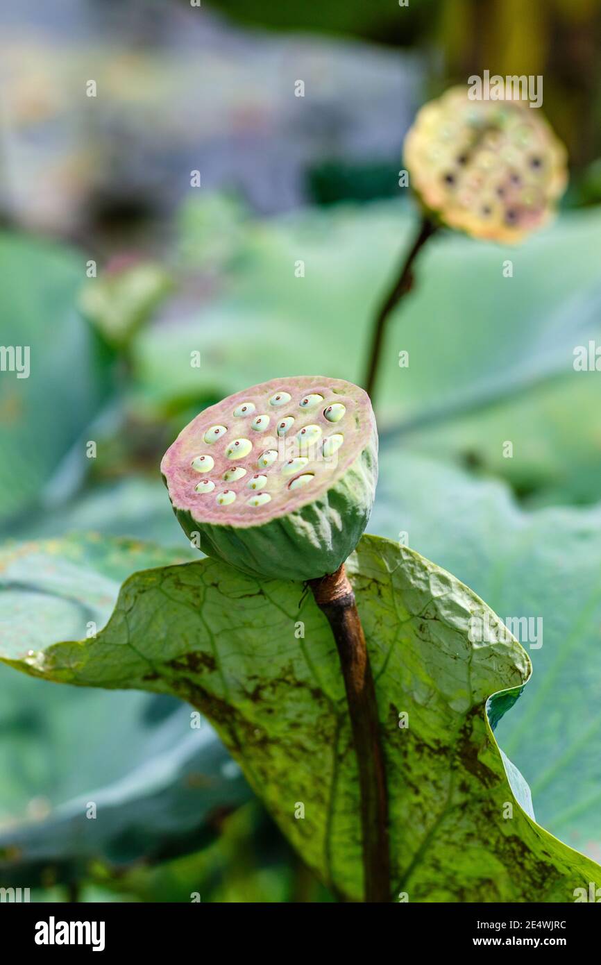 Wild Lotus Flower seed head, Ubud, Bali Island, Indonesia. Vertical image  Stock Photo - Alamy