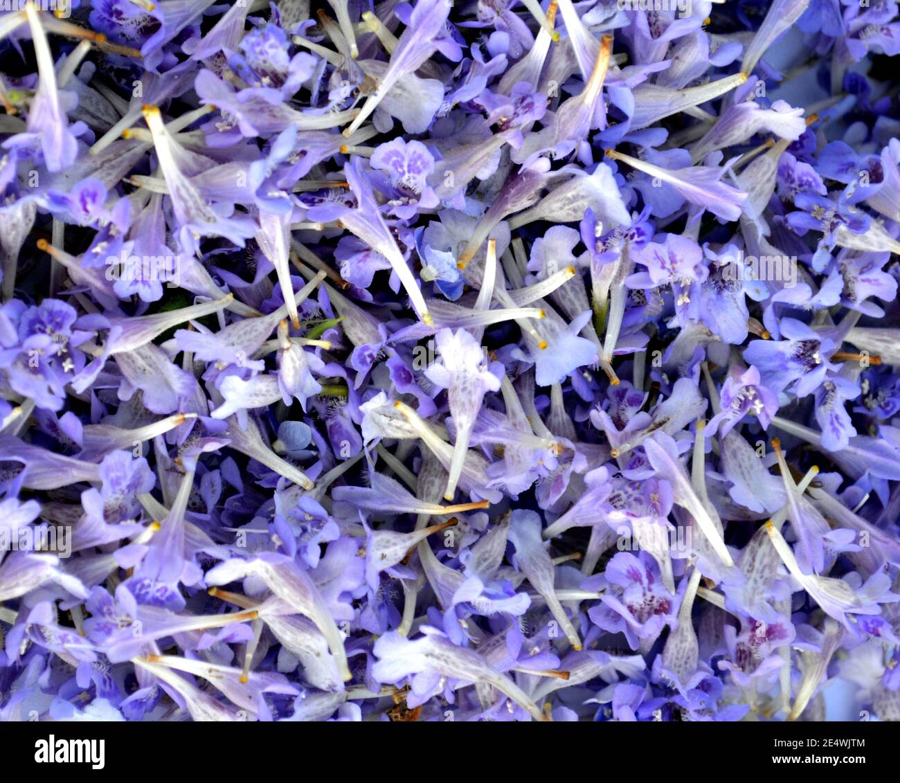 Purple flowers of Glechoma hederacea background. Other names are Nepeta glechoma, Nepeta hederacea - ground-ivy, gill-over-the-ground,  tunhoof, creep Stock Photo