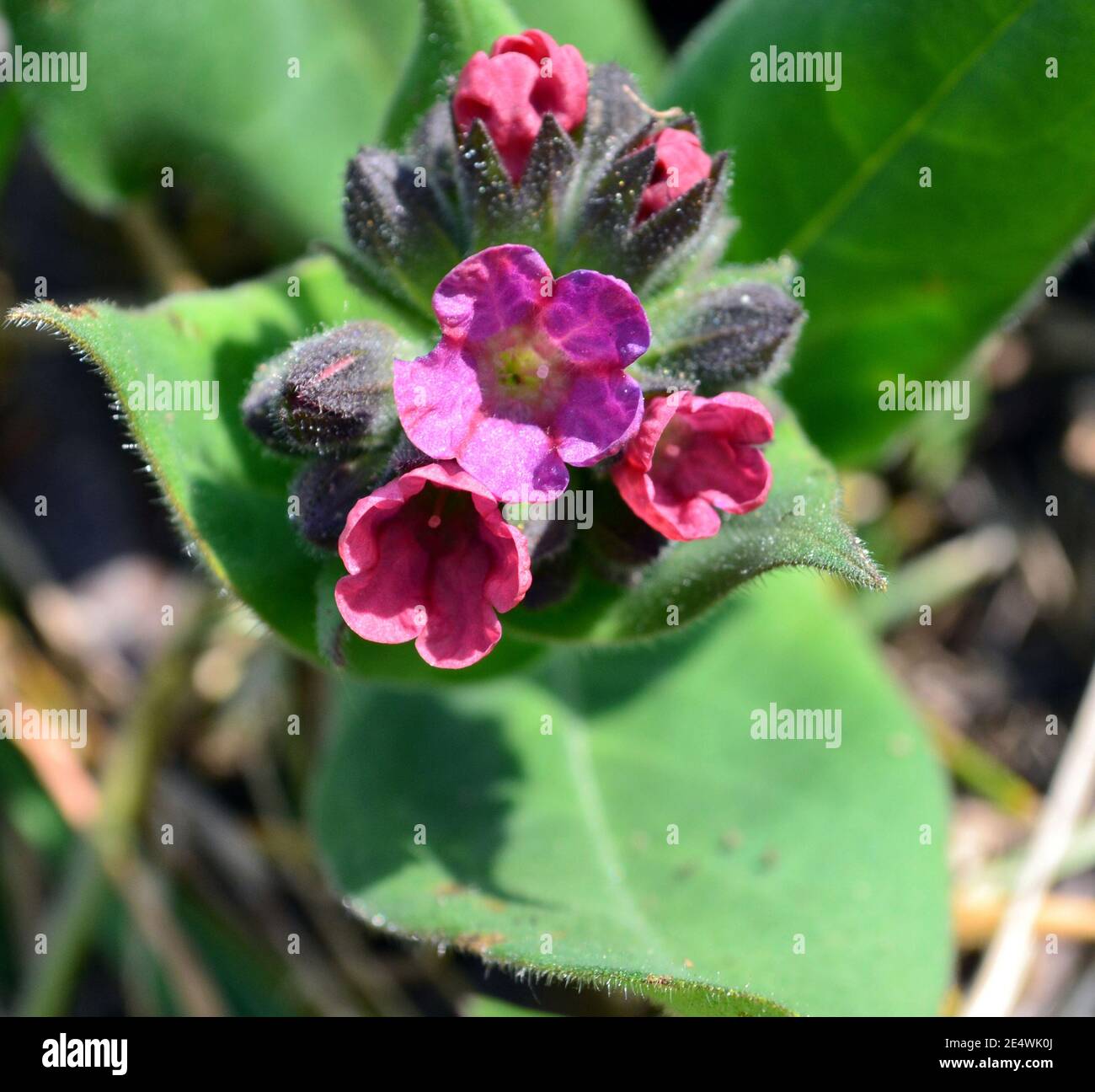 Pulmonaria officinalis in a garden. Common lungwort, also known as Mary's tears or Our Lady's milk drops Stock Photo