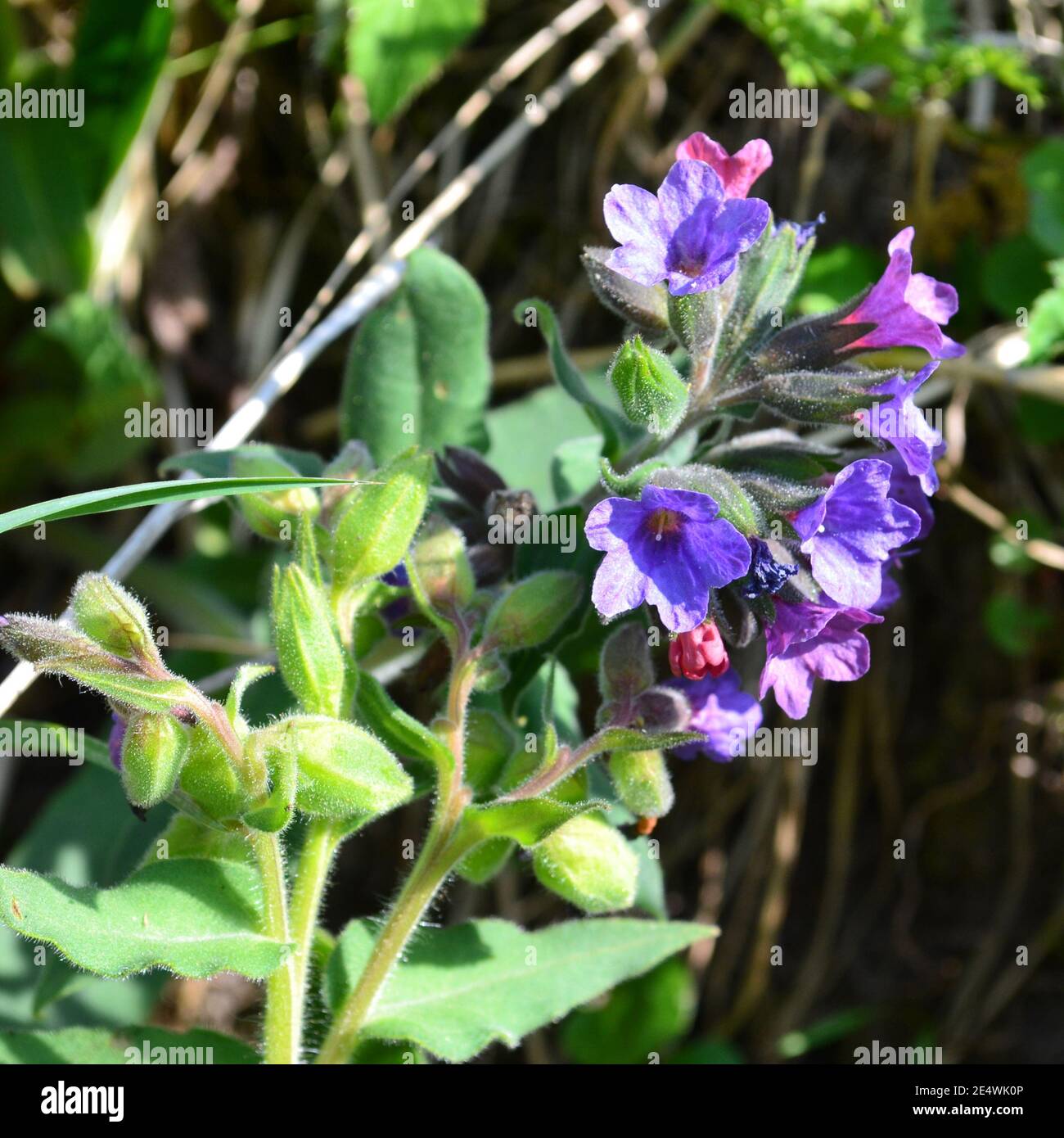 Pulmonaria officinalis, common lungwort (also known as Mary's tears or Our Lady's milk drops)  in the garden Stock Photo