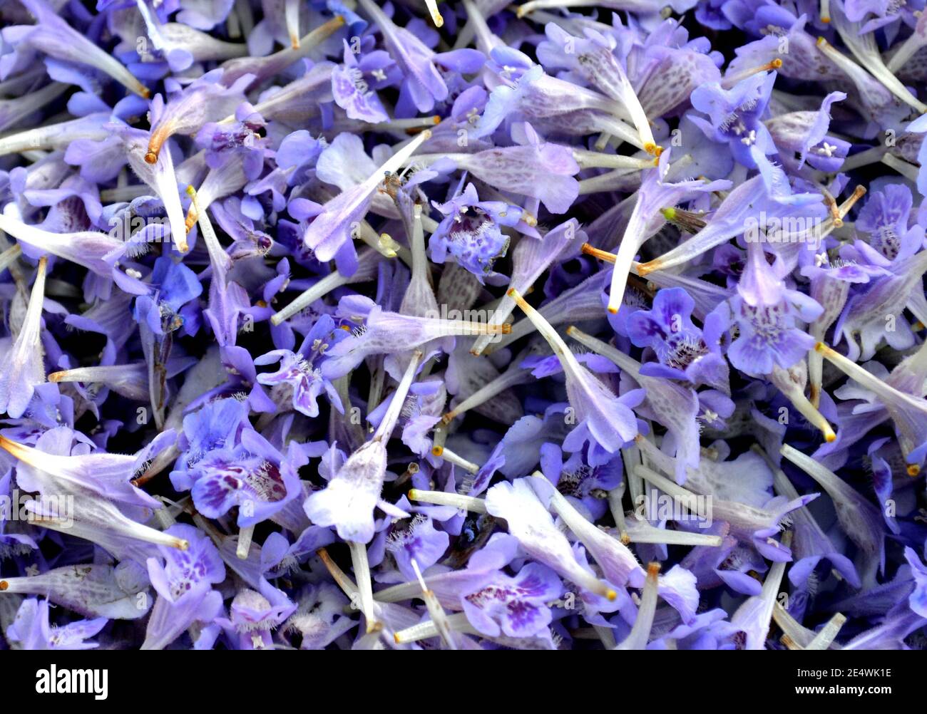 Pile of purple flowers of Glechoma hederacea background Stock Photo