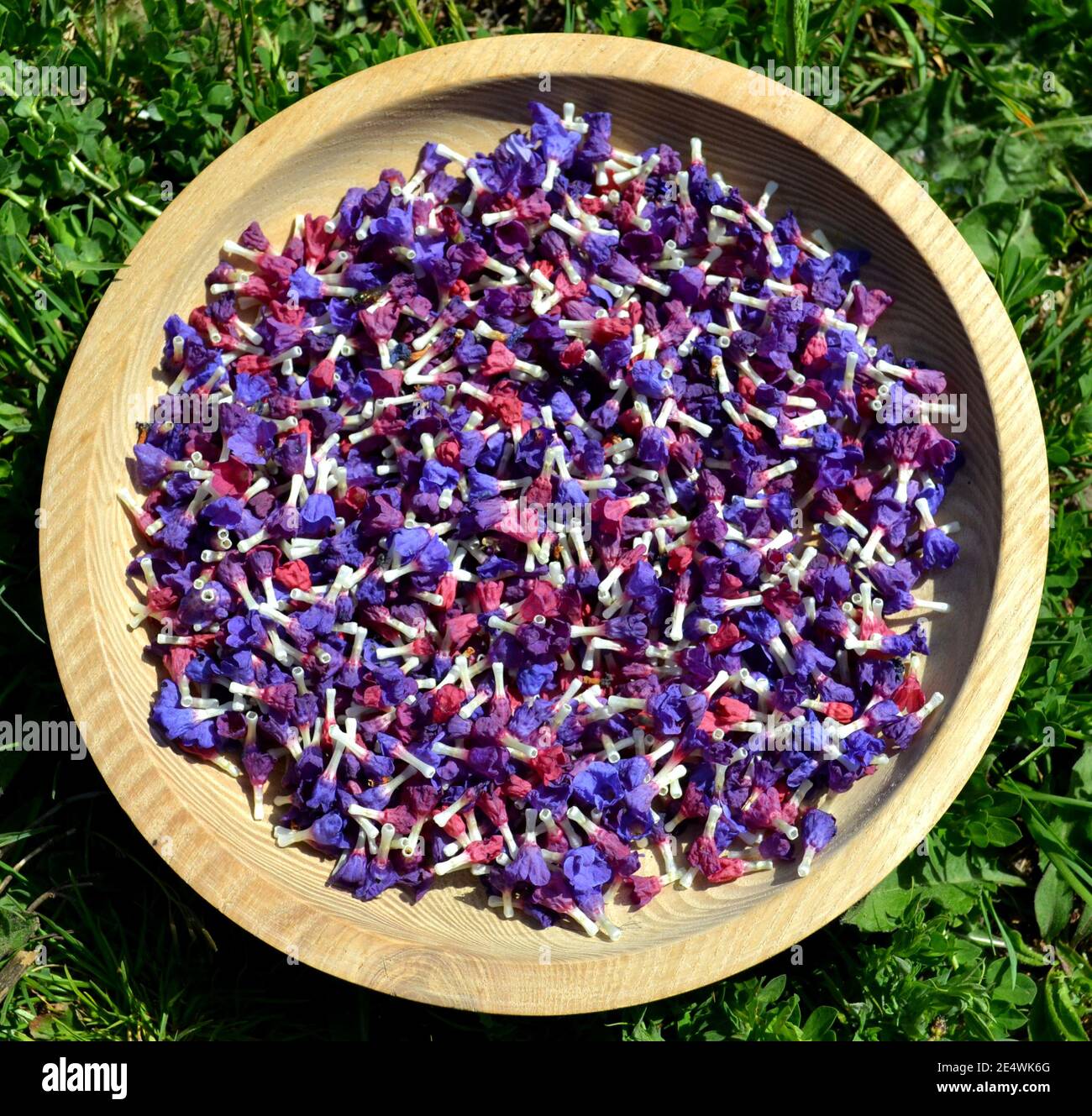 Lot of Pulmonaria officinalis flowers in a wooden bowl on grass Stock Photo