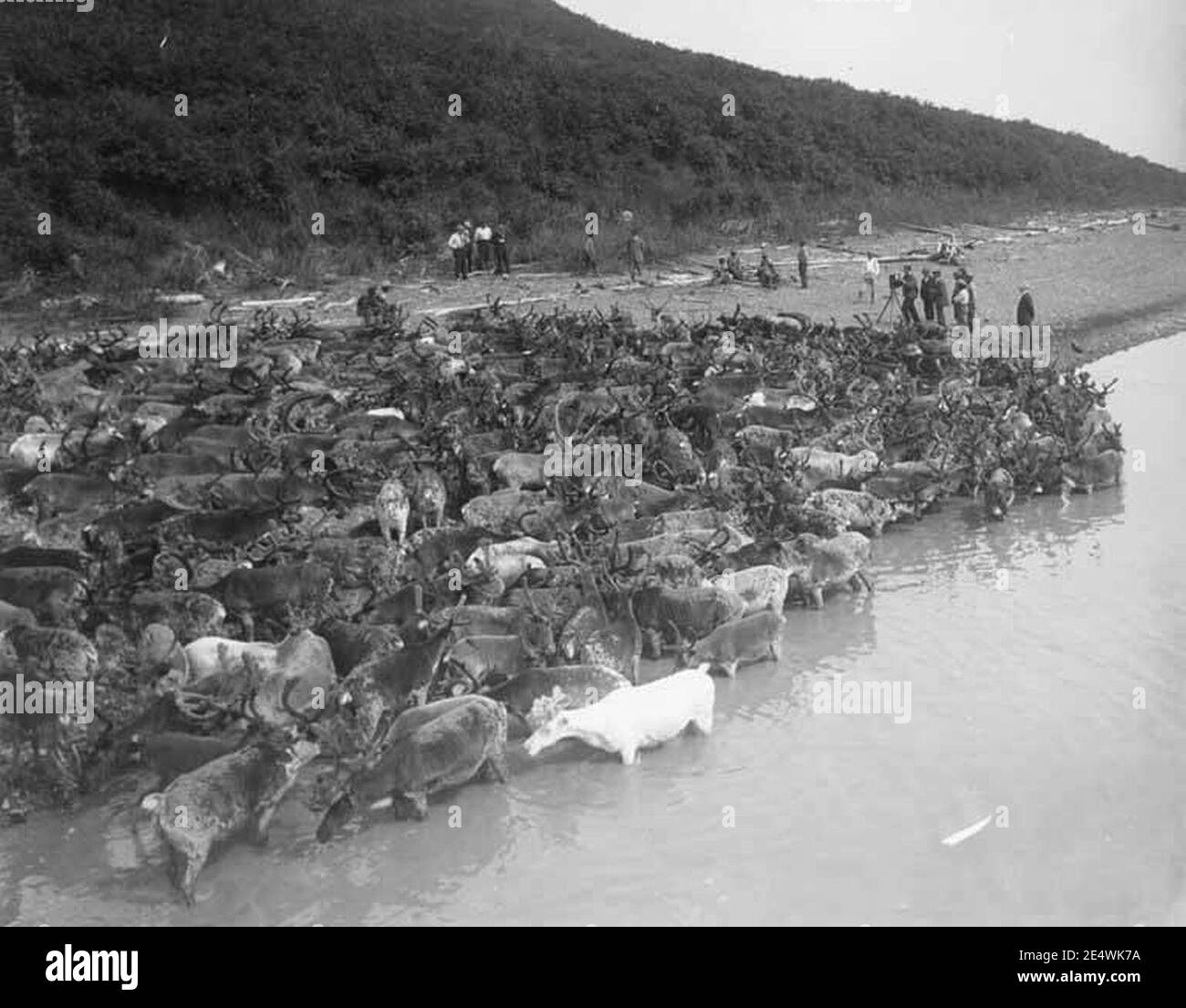 Men photographing reindeer along shoreline, Mountain Village, ca 1914 Stock Photo