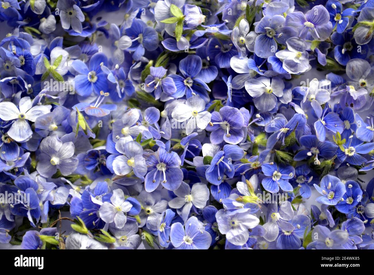 Pile of Blue Germander speedwell also known as Veronica chamaedrys or bird's eye speedwell or cat's eye Stock Photo