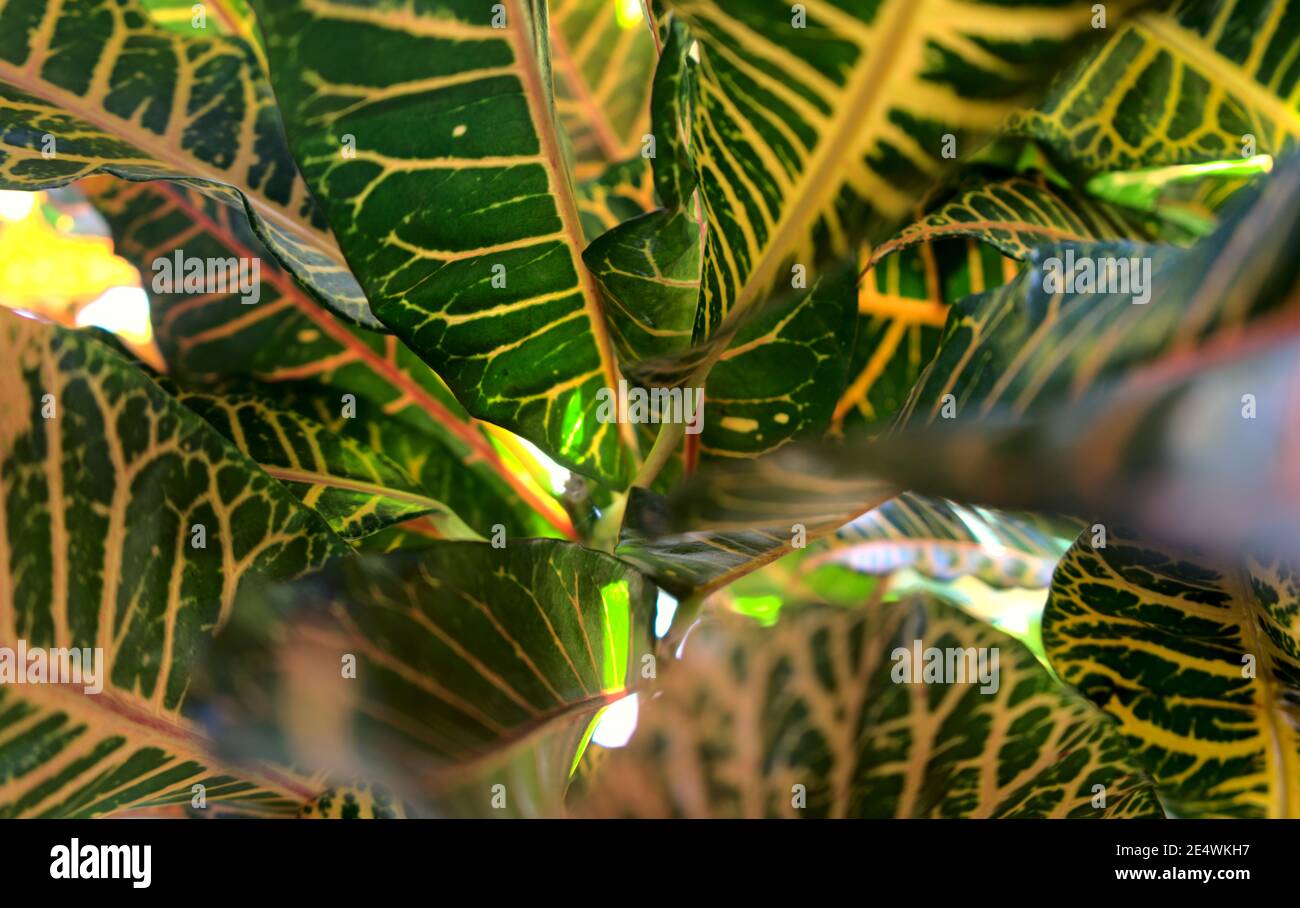 Vivid colorful abstract natural leaves texture background. Garden croton, fire croton, or variegated croton. Tropical evergreen. Stock Photo