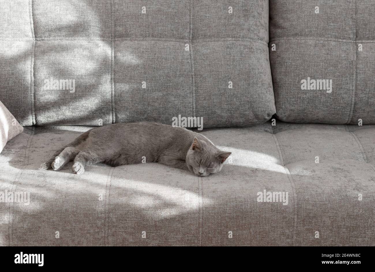 Young British Shorthair Cat sleeping on a grey couch. Sunlight from the window creates a shadow on the sofa. Stock Photo
