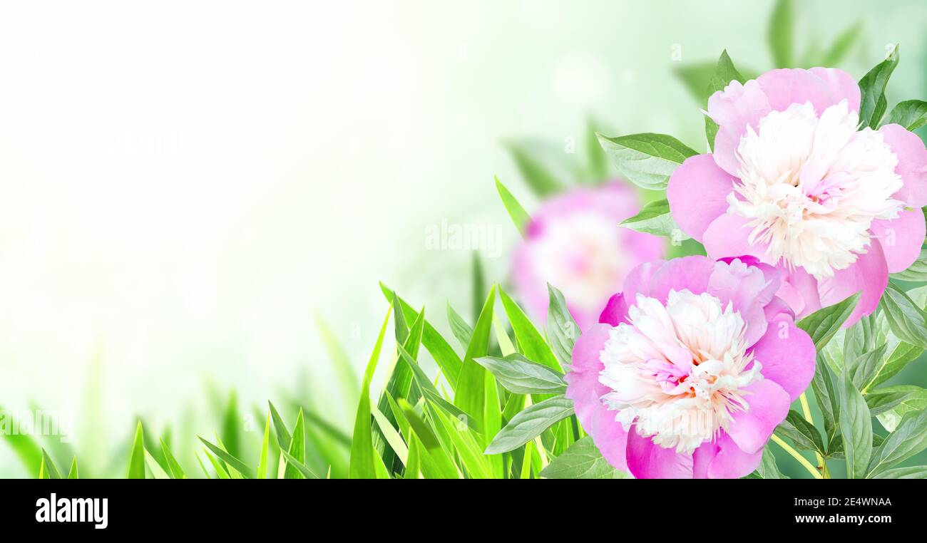 Branch of peony (Paeonia) on sunny beautiful nature spring background. Summer scene with twig of Paeoniaceae with flowers of pink color. Horizontal sp Stock Photo