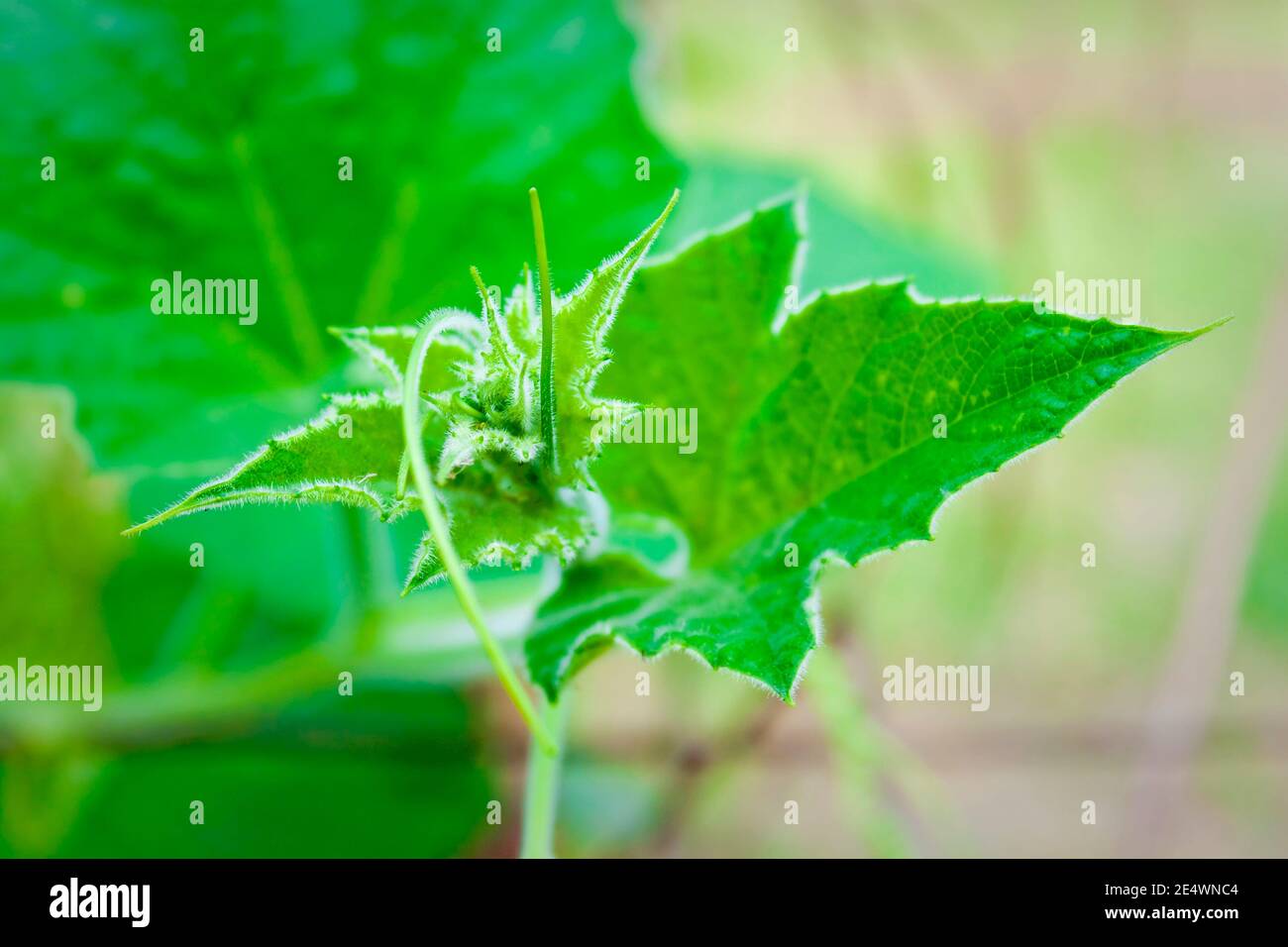 The tip of a young gourd leaf closeup views Stock Photo Alamy