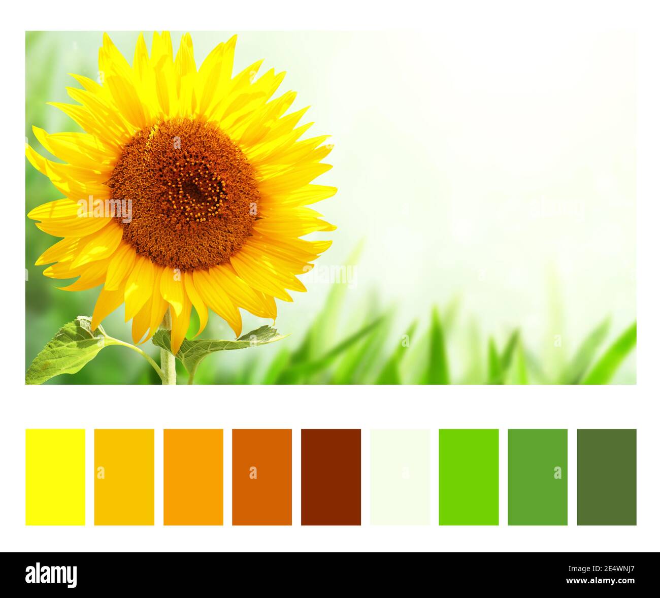 Sunflower Pastel Color Palette