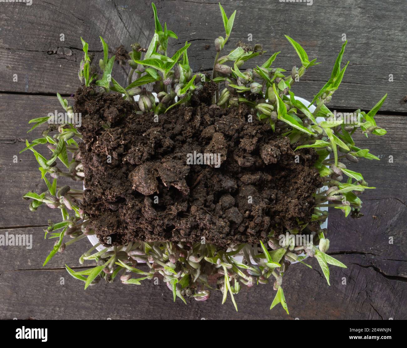 Featured image of post Steps to Prepare Moong Dal Plant Images