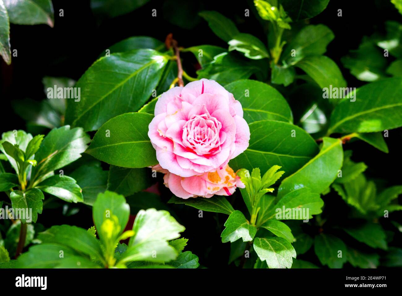 Beautiful vibrant pink Japanese Camellia flowers of or Camelia japonica. Stock Photo