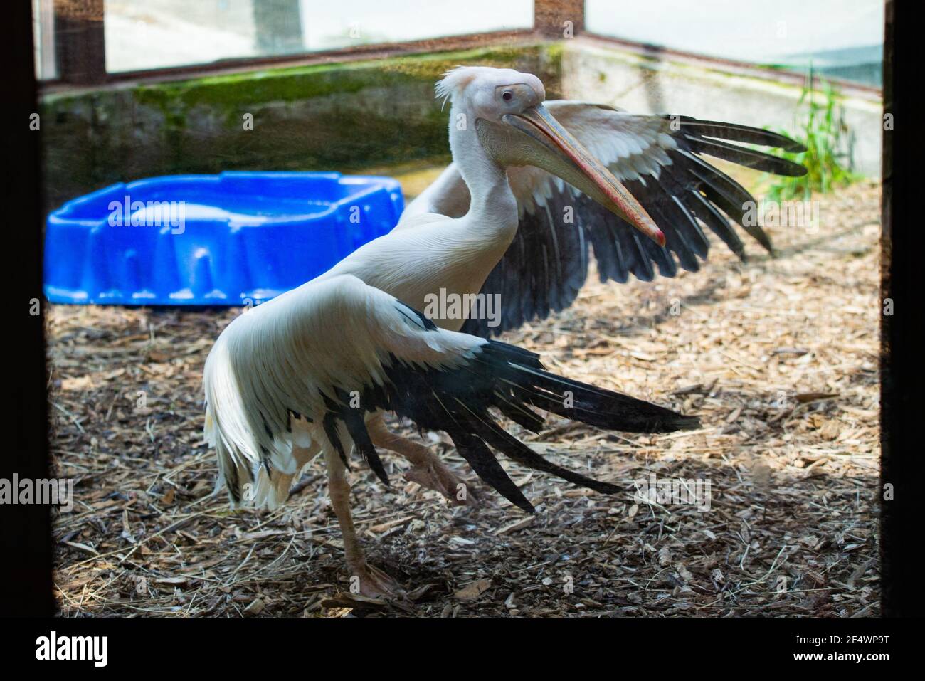 The Great White Pelican, Pelecanus onocrotalus also known as the rosy pelican is a bird in the pelican family. Stock Photo
