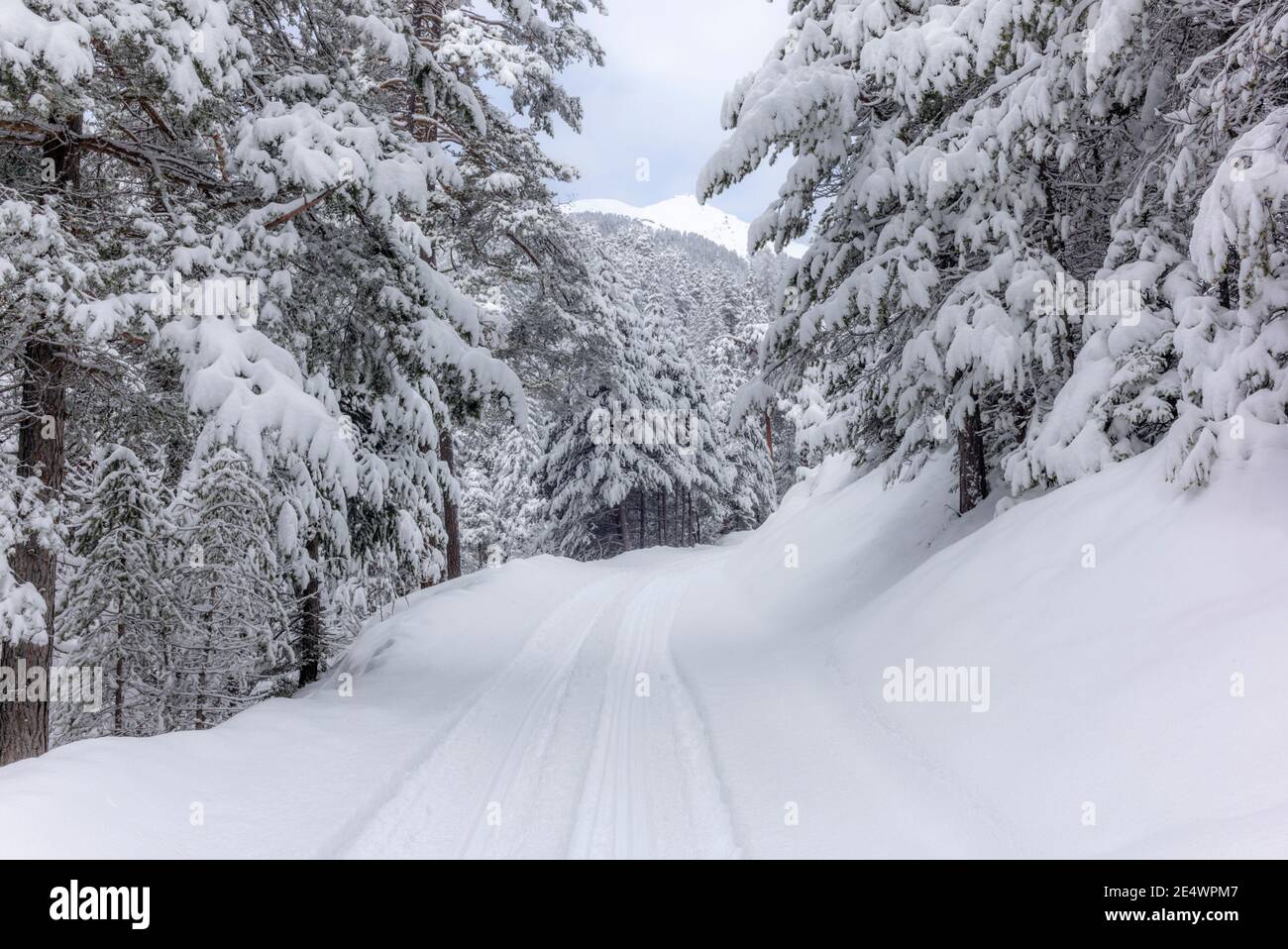 Ski touring in the mountains and forest above Alvaneu in the Swiss Alps Stock Photo