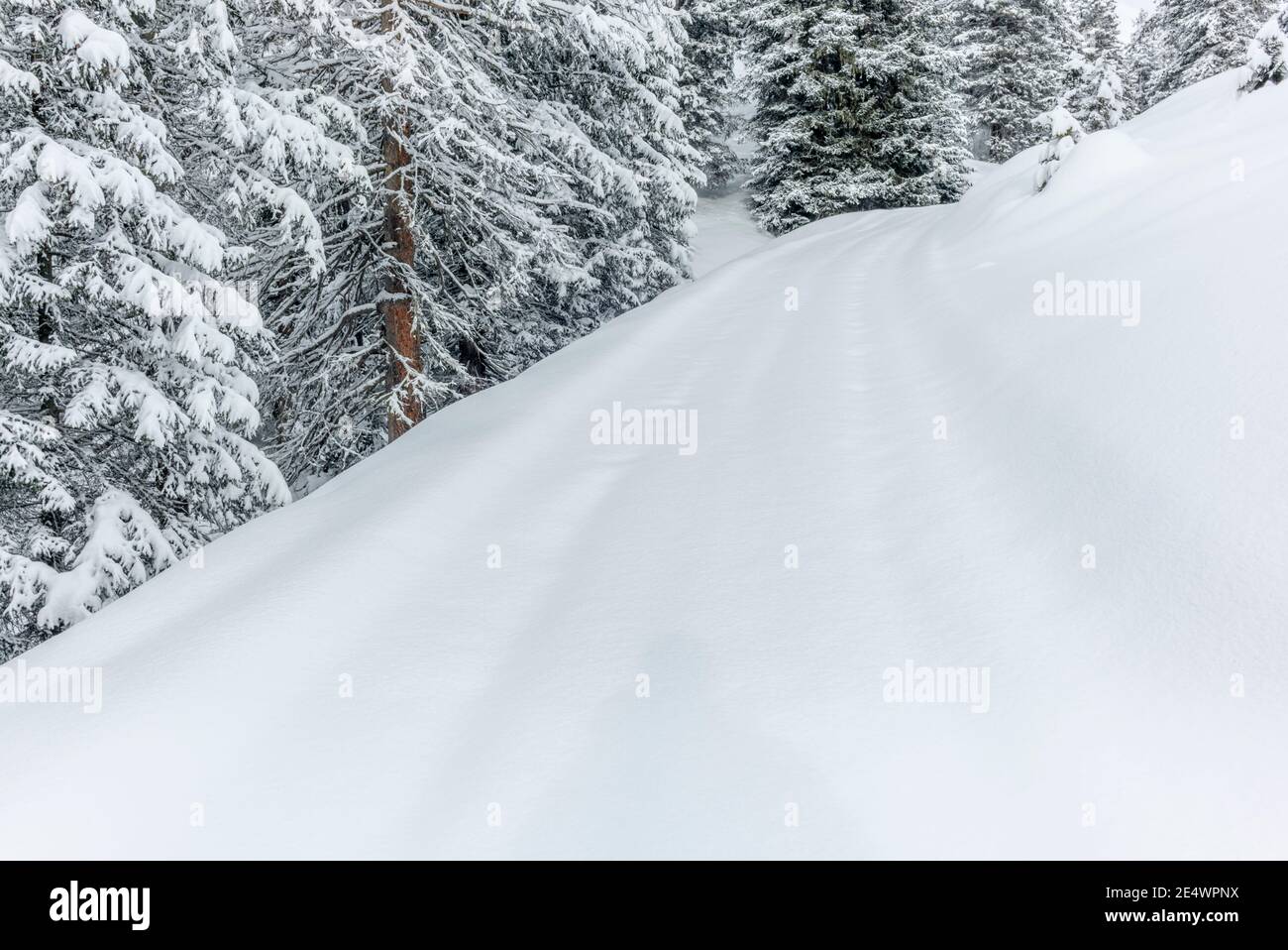 Ski touring in the mountains and forest above Alvaneu in the Swiss Alps Stock Photo
