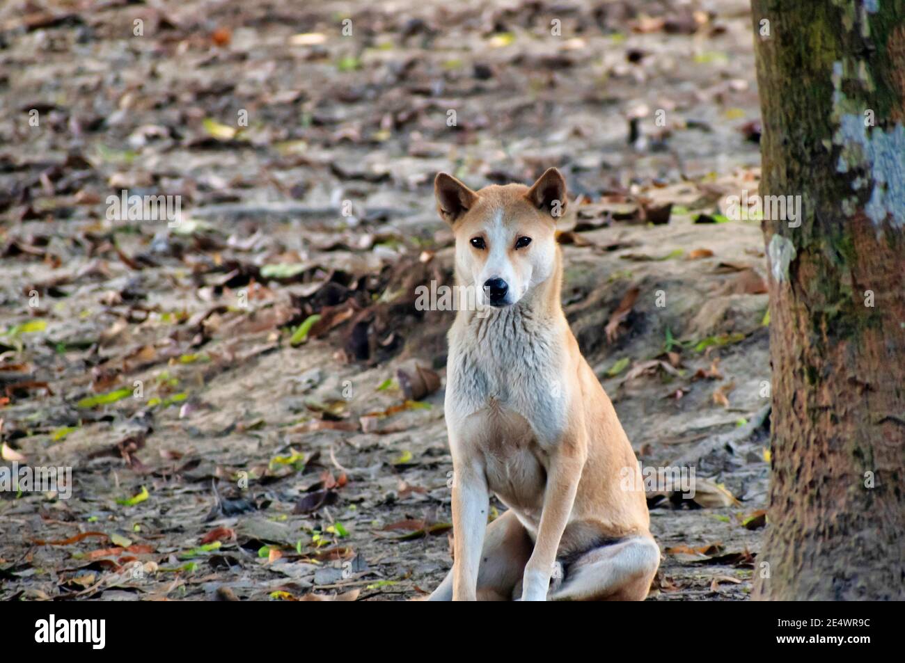 The Indian pariah dog, also known as the Indian native dog or INDog,South Asian pye dog and Desi Dog, is a landrace of dog native to the Indian subcon Stock Photo