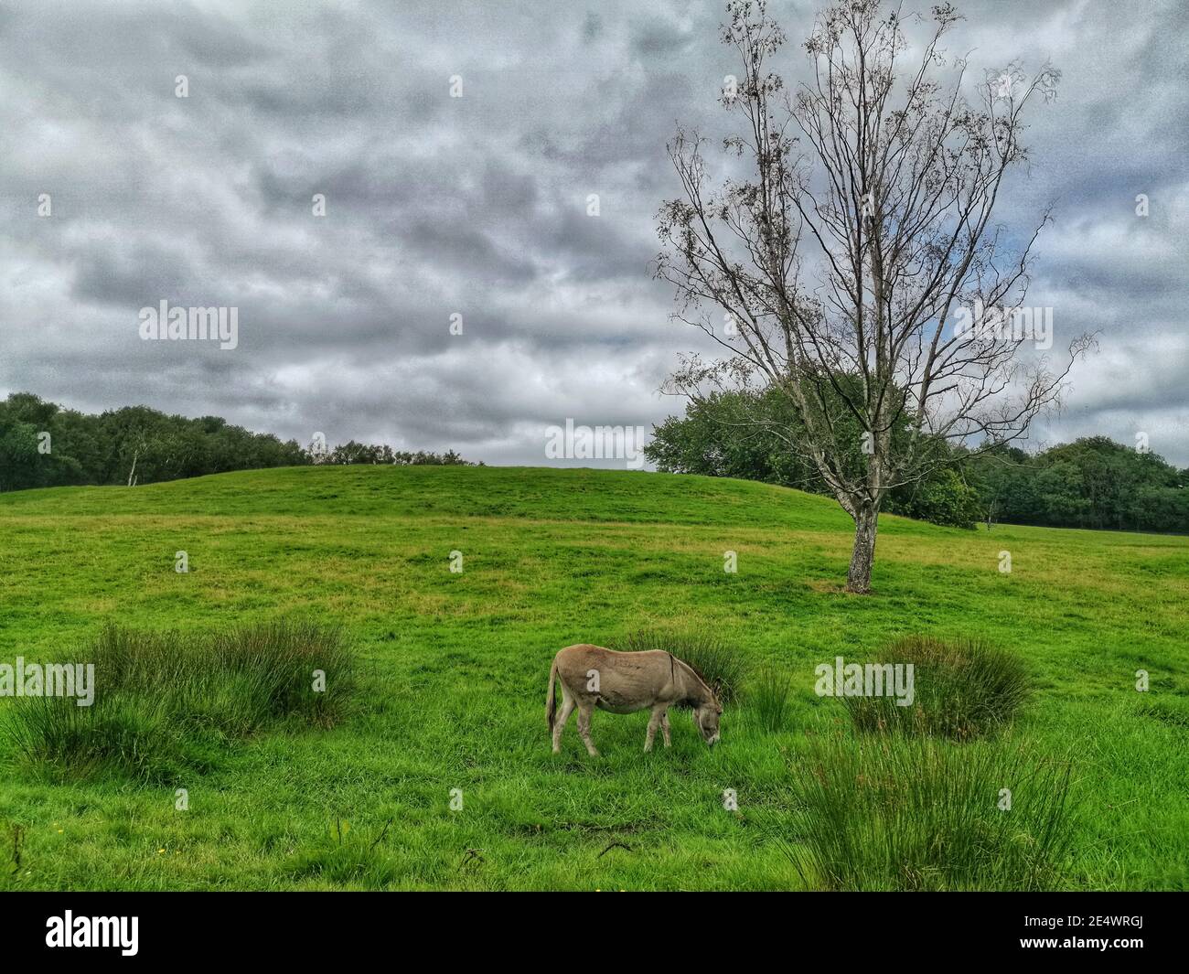 Donkey on green hi-res stock photography and images - Alamy