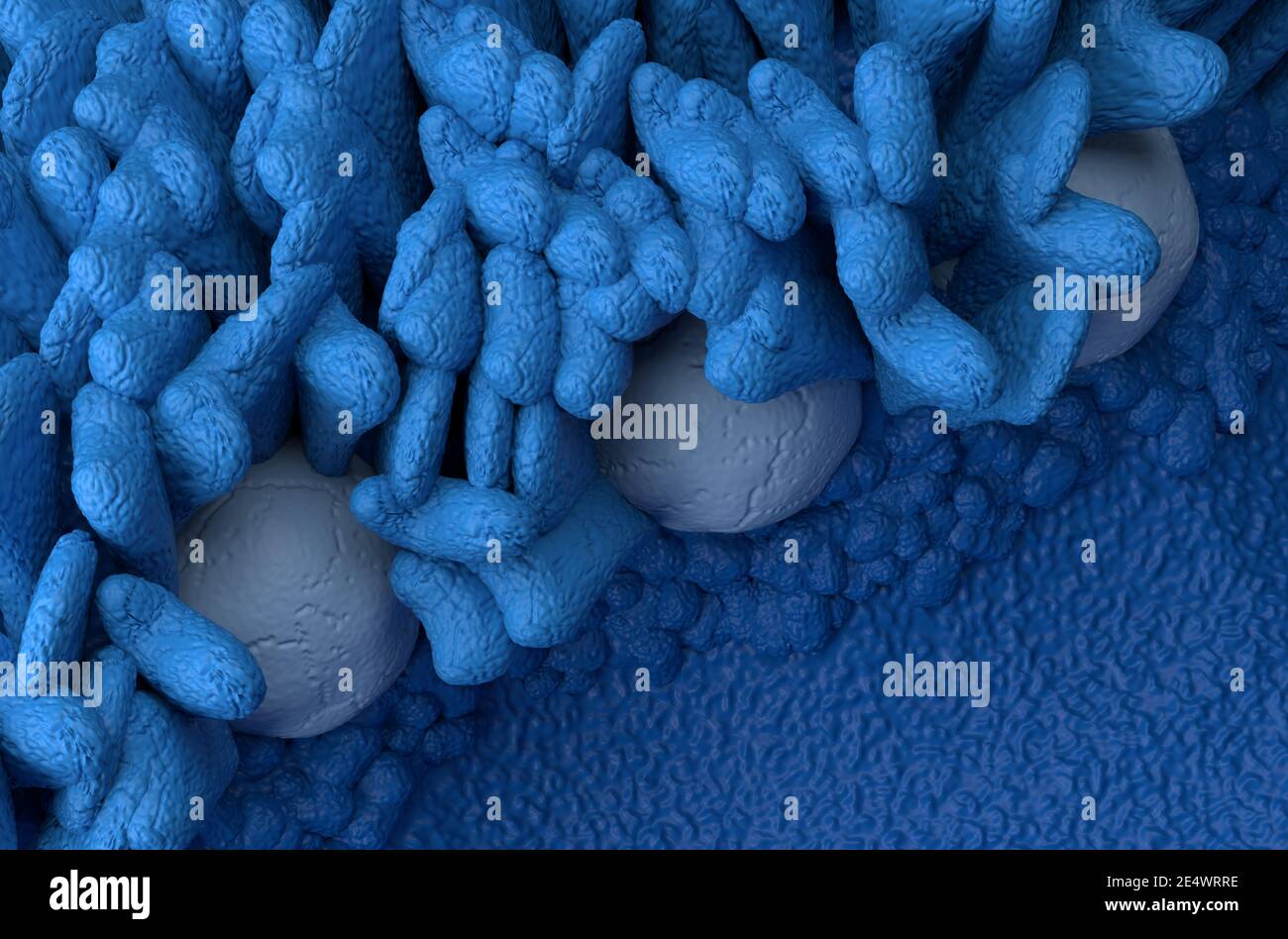 Peyer's Patches lymphoid-tissue in the human body part of the immune system 3d illustration top view Stock Photo