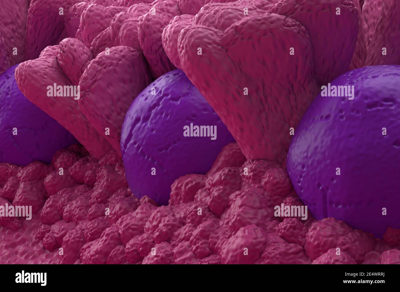 Peyer's Patches lymphoid-tissue in the human body part of the immune system 3d illustration close-up Stock Photo