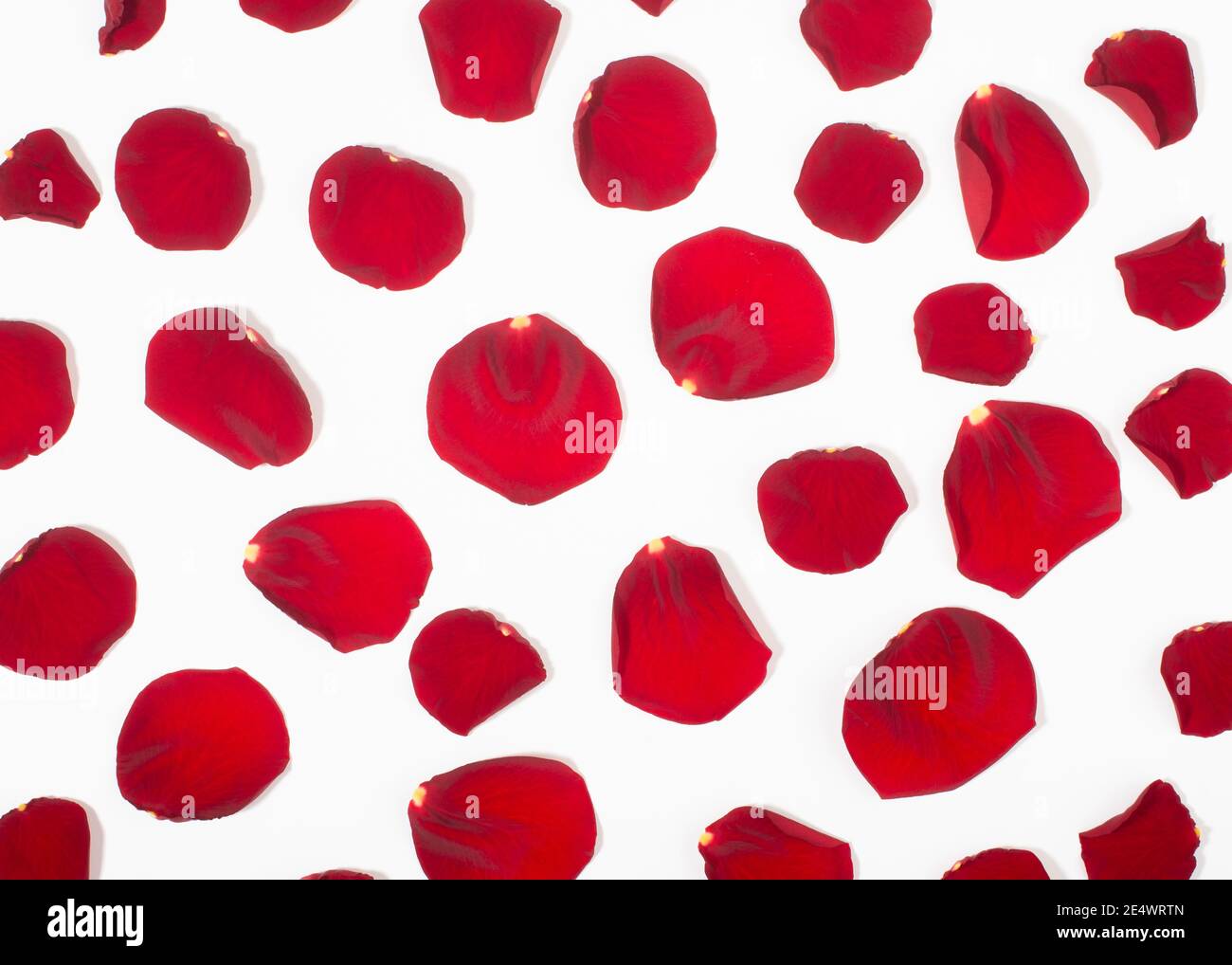 Red rose petals on white background Stock Photo
