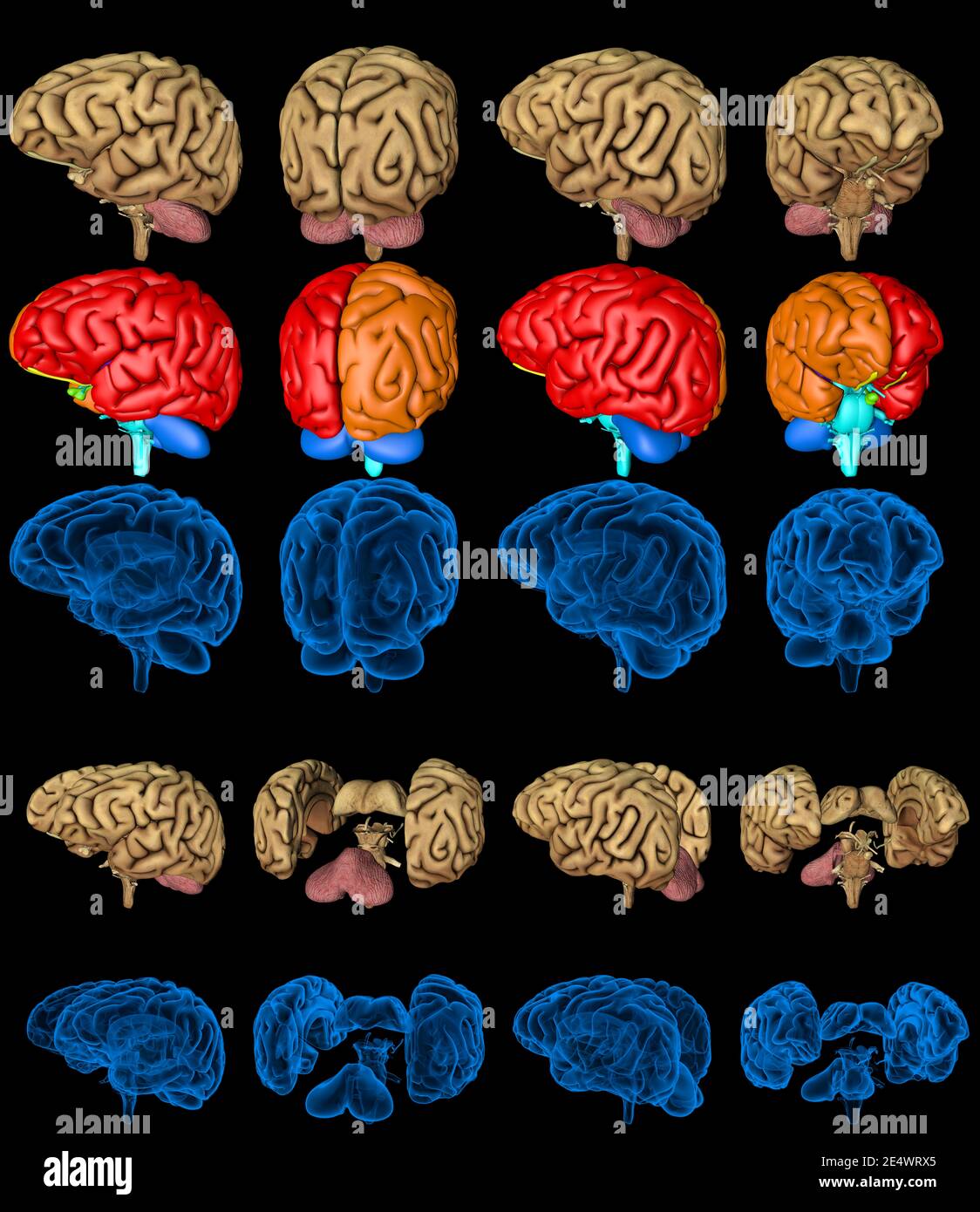 100 megapixels set - human brain with xray examination style image and ...