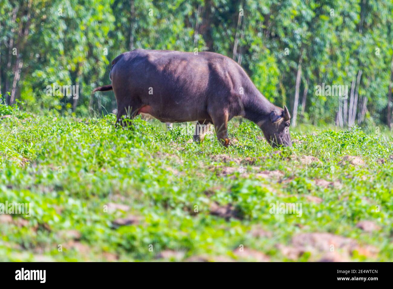 buffalo eating grass, Nature Stock Photo