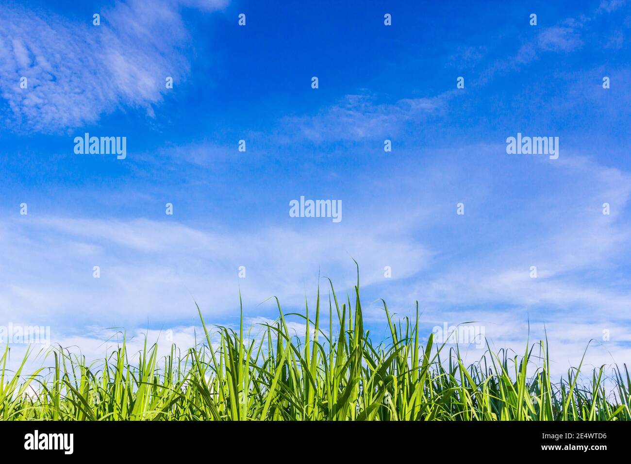 Green corn field growing up on blue sky Stock Photo - Alamy