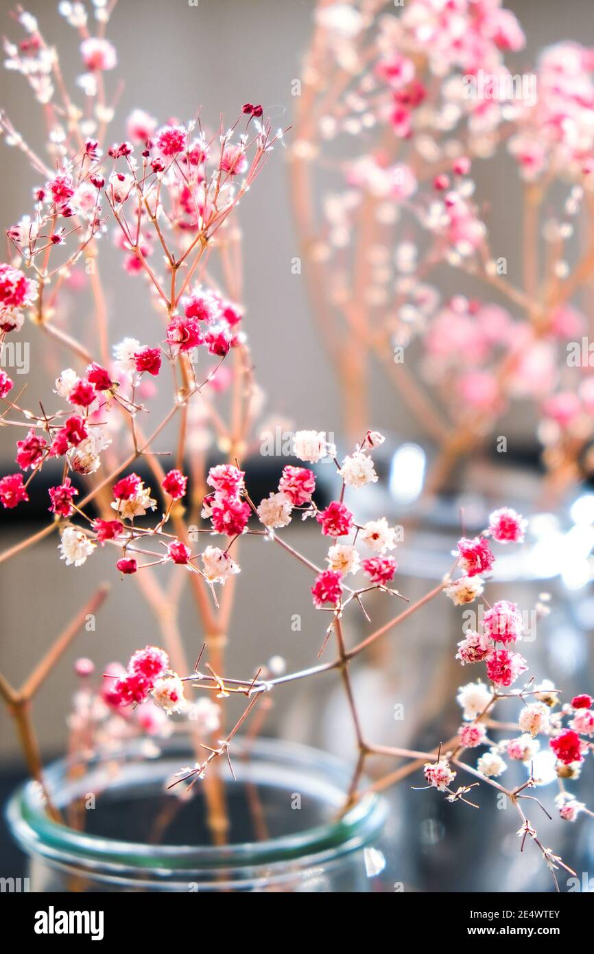 Gypsophila or baby's breath flowers Beautiful pink flower blooming with  soft light. Selective focus. Spring holiday card background. Delicate  aesthetics. Bloom nature backdrop Stock Photo - Alamy