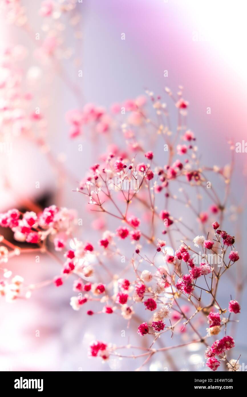 Pink Babys Breath With Pink Background Stock Photo - Download