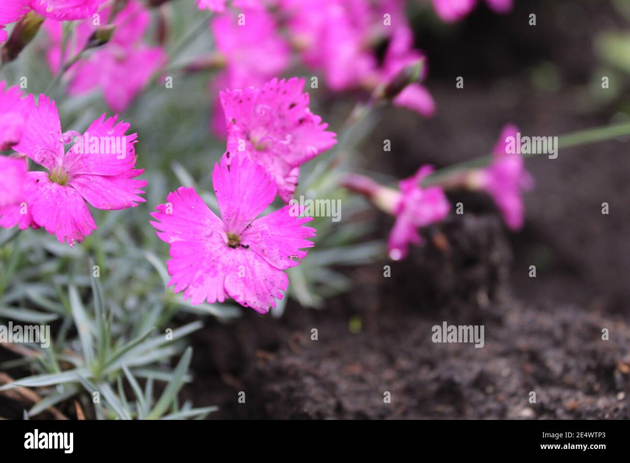 small lilac flowers on the ground are big plan with a copyspace. Stock Photo