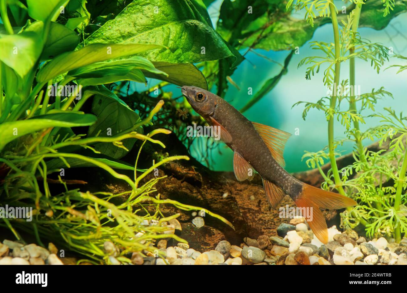 The rainbow shark (Epalzeorhynchos frenatum) is a species of Southeast Asian freshwater fish from the family Cyprinidae Stock Photo