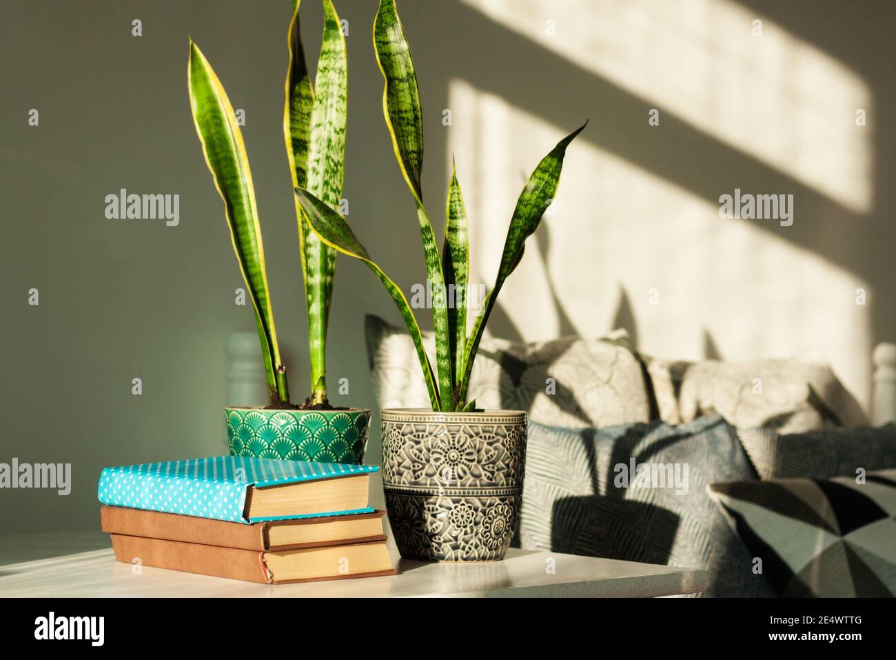 Page 2 Sanseveria High Resolution Stock Photography And Images Alamy