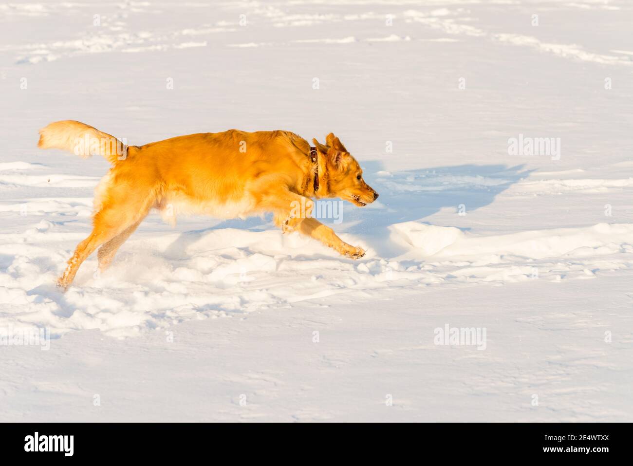 Strong healthy golden retriever runs in a jump. Side view.Winter outside shot.Nice sunny evening. Stock Photo