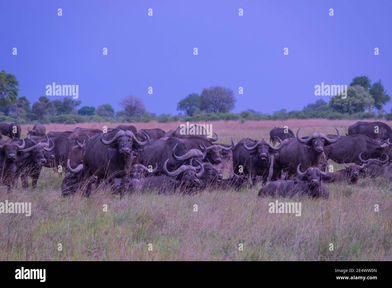 Water buffalo herd hi-res stock photography and images - Alamy