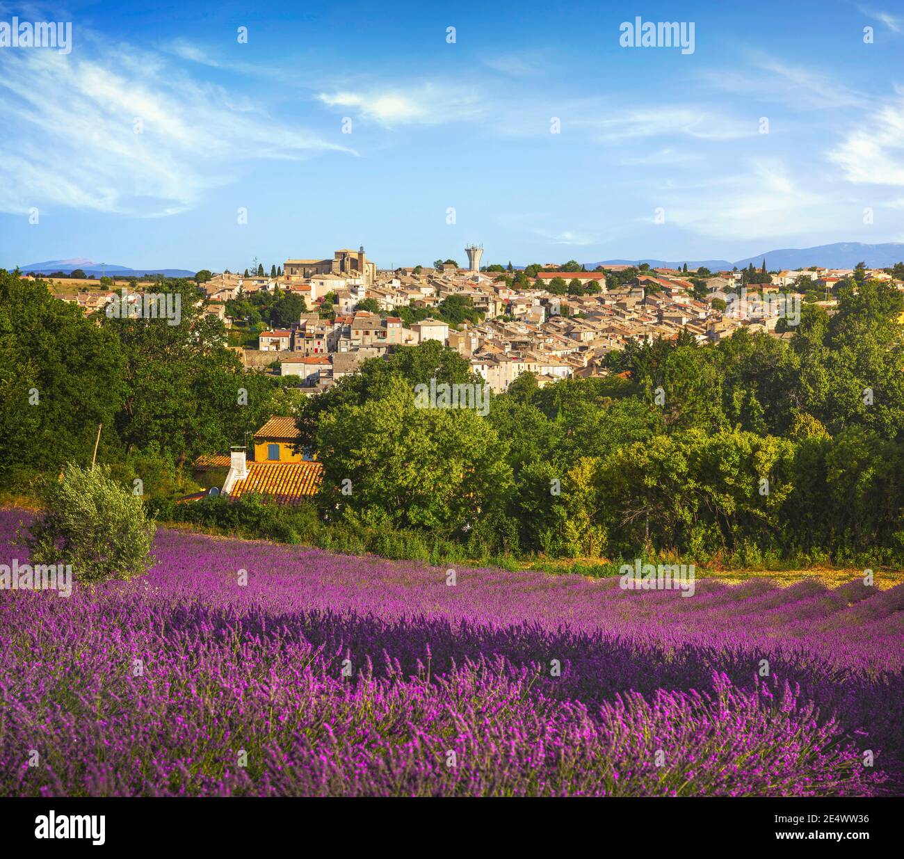 Valensole Village And Lavender Flowers Field Provence France Europe Valensole Village And Lavender Flowers Field Provence France Europe