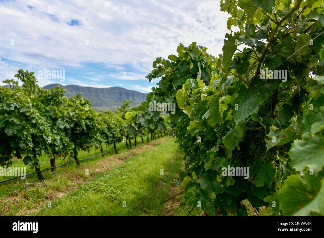 Rows Of Grape Vines High Resolution Stock Photography and Images - Alamy