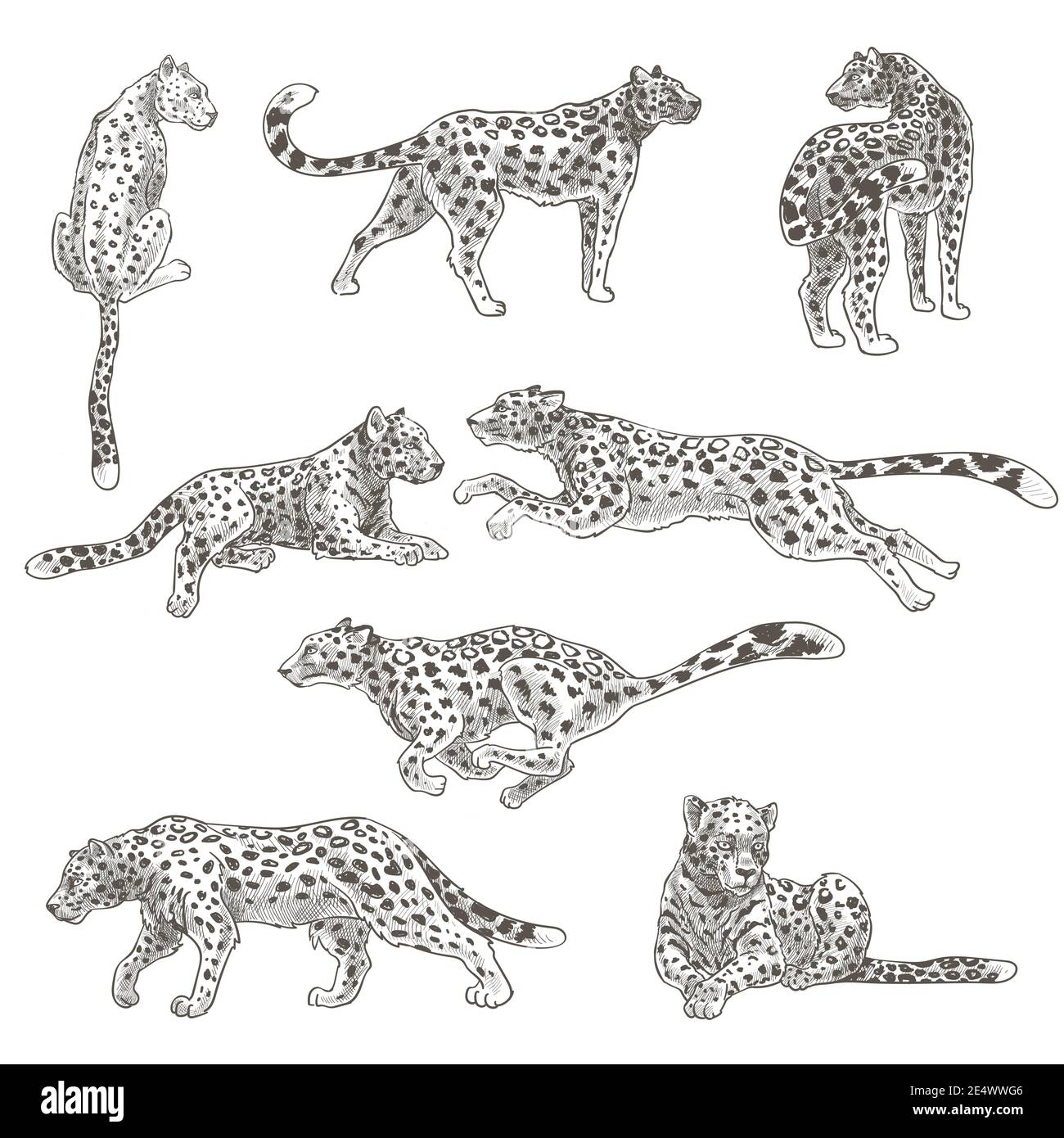 Cheetah habitat Cut Out Stock Images & Pictures - Alamy