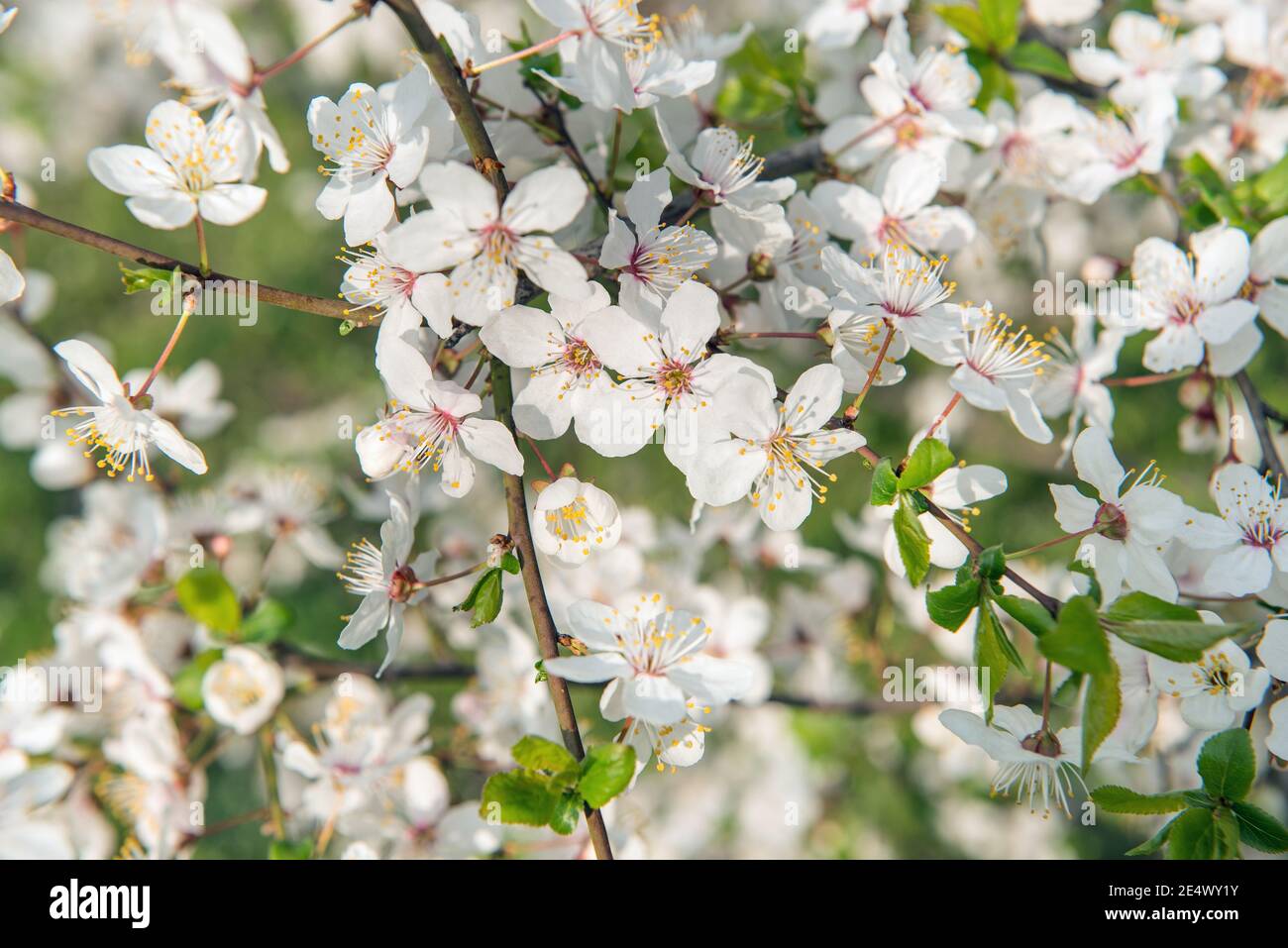 Blooming cherry trees in hi-res stock photography and images - Alamy