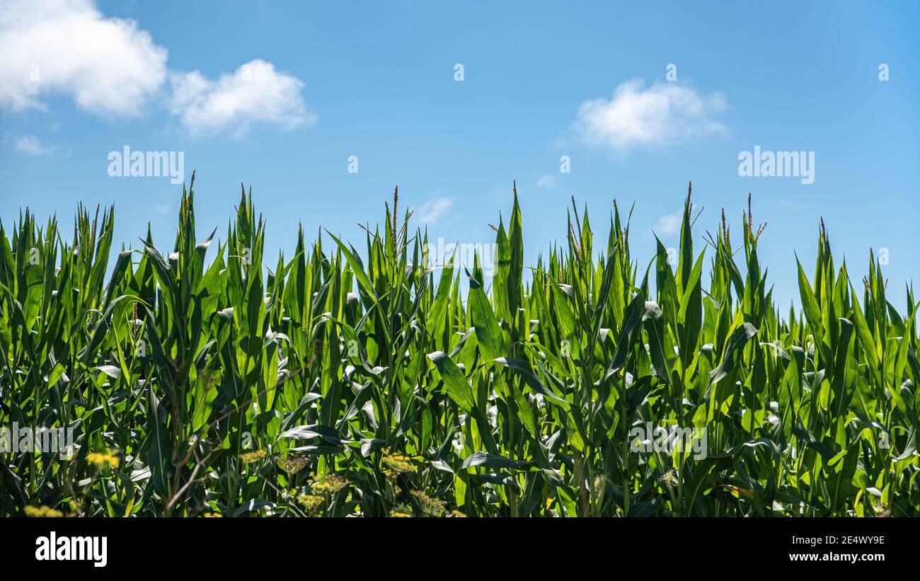 Maize corn horizontal sunny hi-res stock photography and images - Alamy
