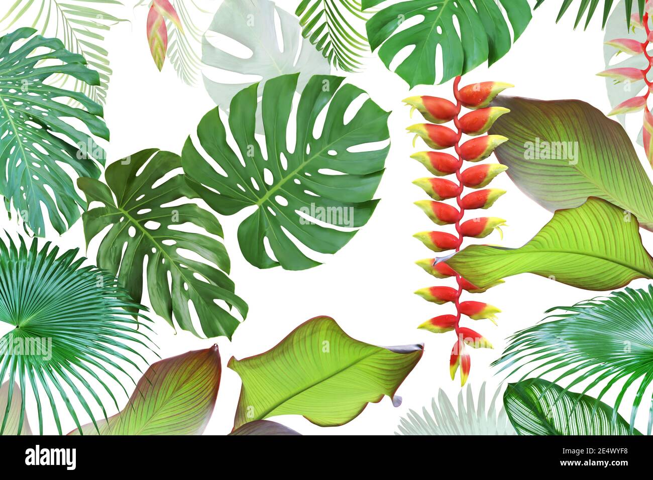 Exotic Tropical Leaves and Flowers Isolated on White Background Natural ...