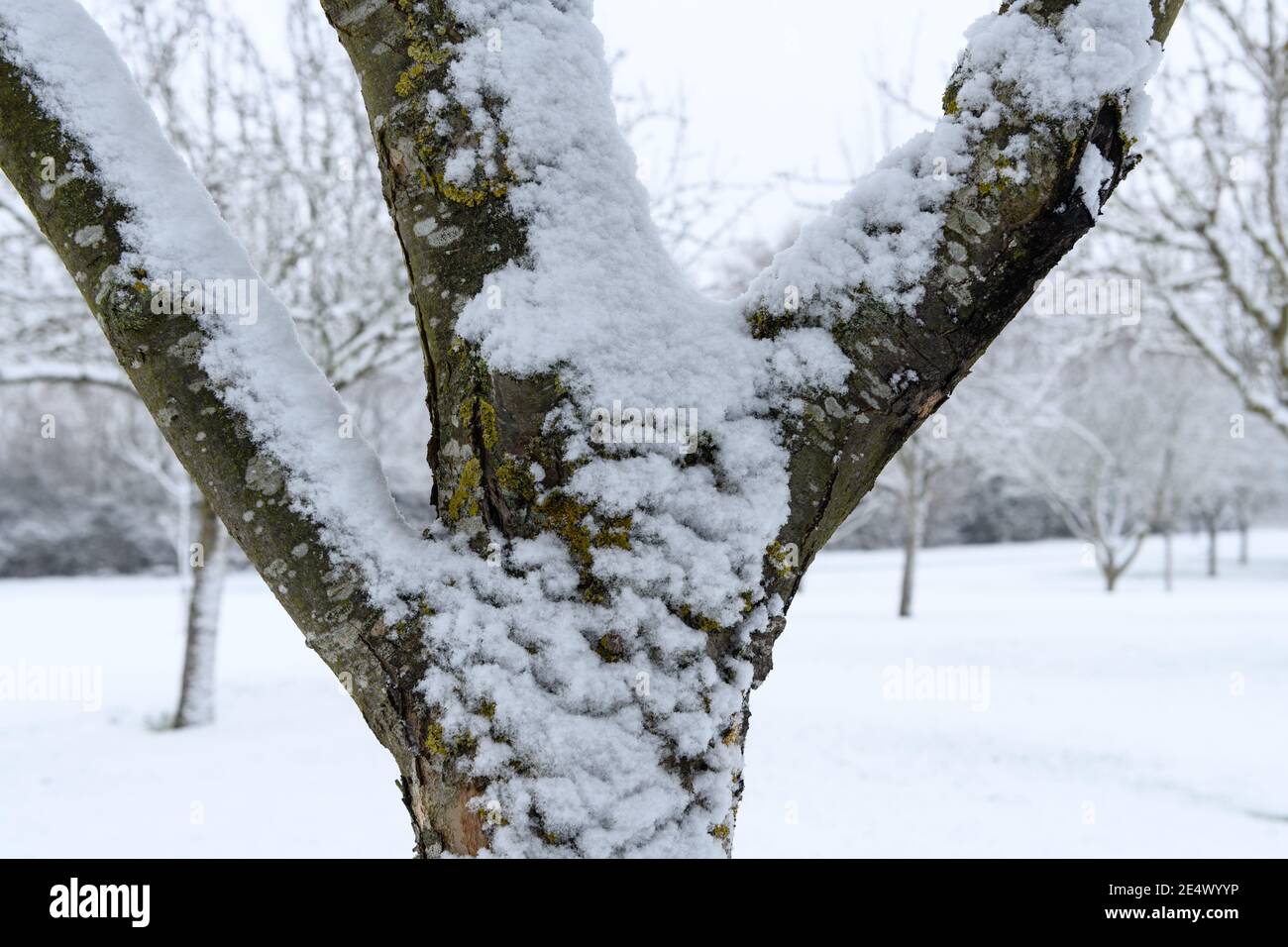 Snow on tree branches in rural England Stock Photo