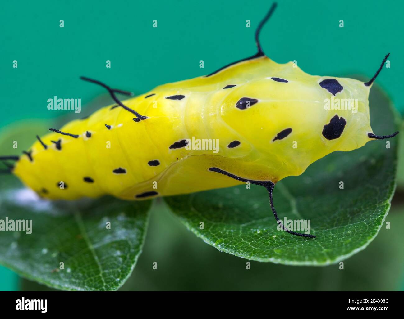 Yellow butterfly cocoon with black spots on a leaf Stock Photo Alamy