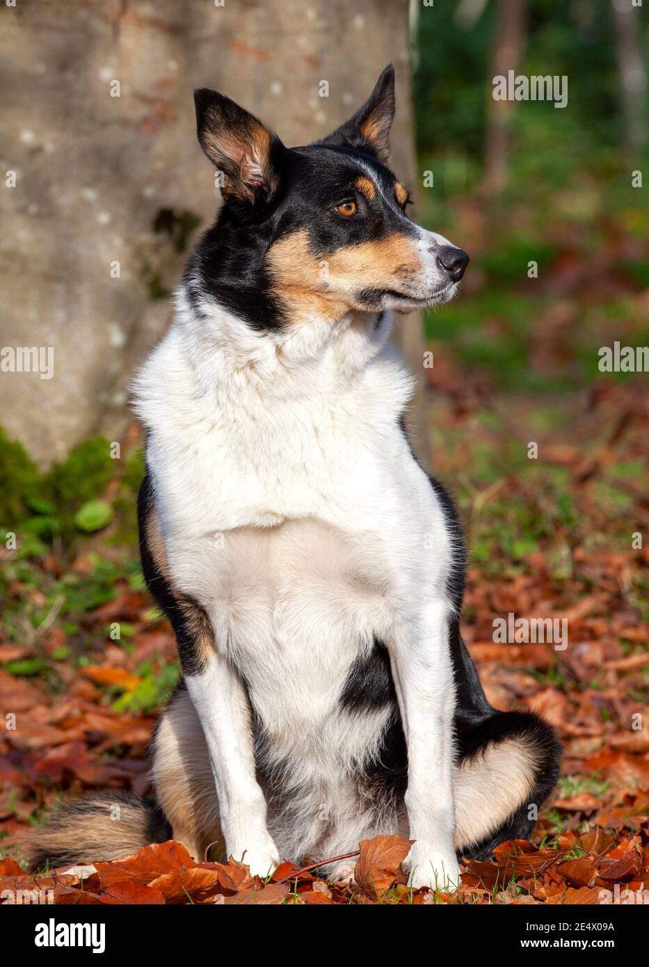 Tri colour border collie, sitting, surrounded by leaves, autumn Stock Photo