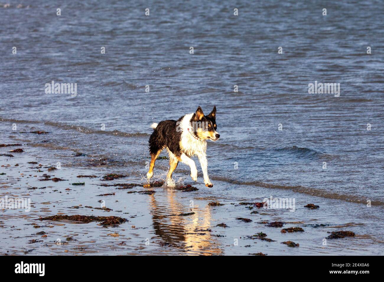 Tri colour border collie running along the beach at the waters edge Stock Photo