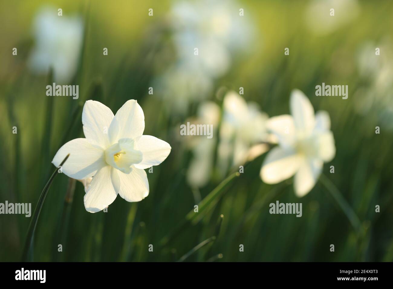 White daffodils flowers in the sunbeams on a blurred garden background. Spring flowers.Floriculture and horticulture concept. Growing daffodils Stock Photo