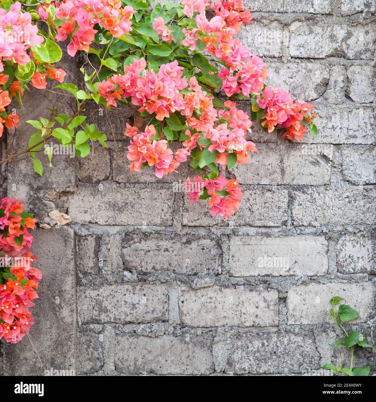 Blooming bougainvillea. Climbing plants with flowers near a brick wall ...
