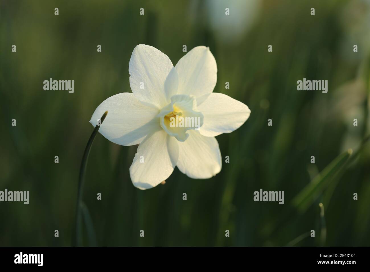 White daffodils flowers in the sunbeams on a blurred garden background. Spring flowers.Floriculture and horticulture concept. Growing daffodils Stock Photo