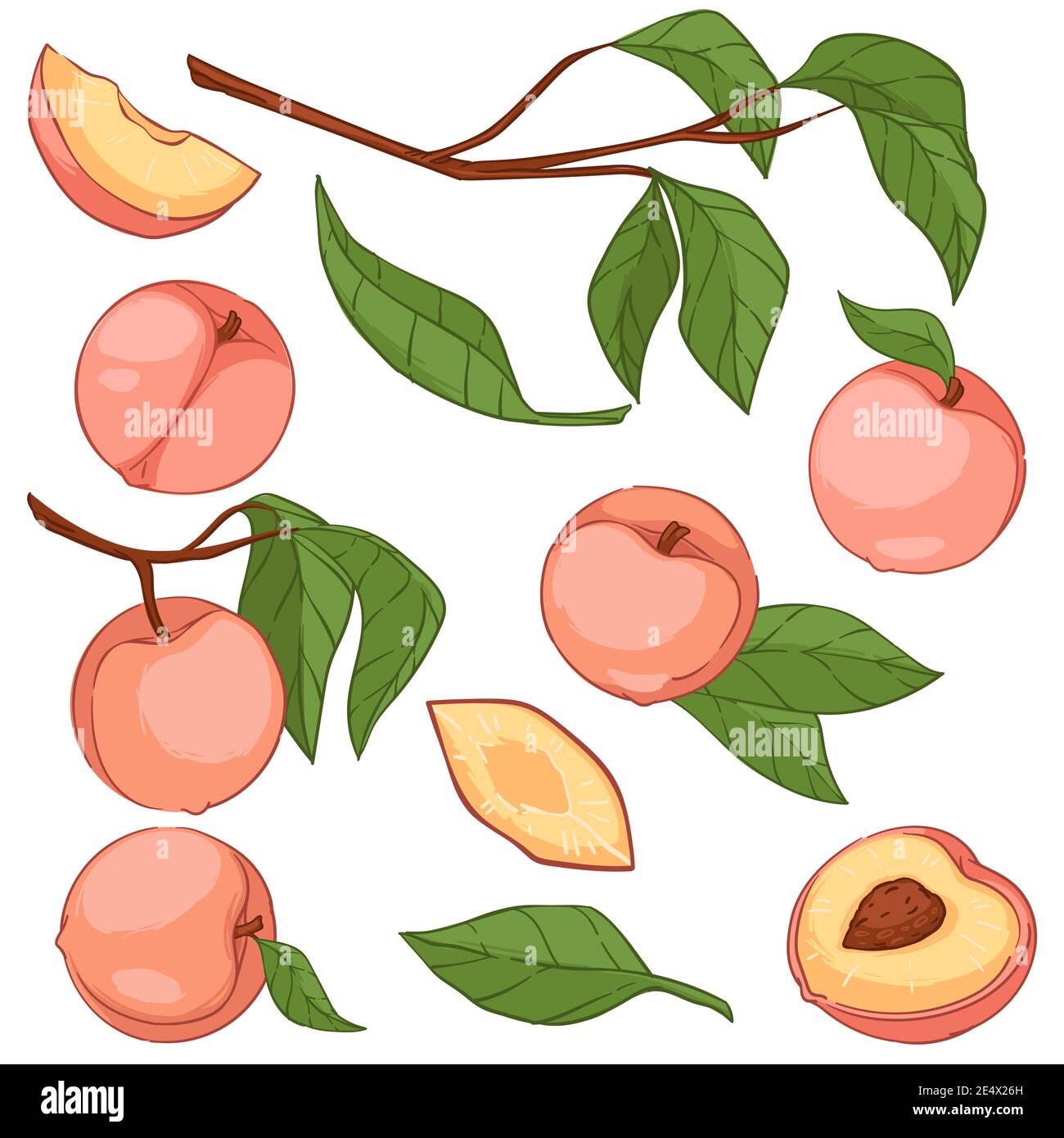 Peaches or big apricots on tree branches vector Stock Vector